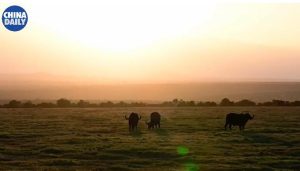 Kenya steps up efforts to rescue white rhinos